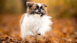 pekingese jumping through fallen leaves