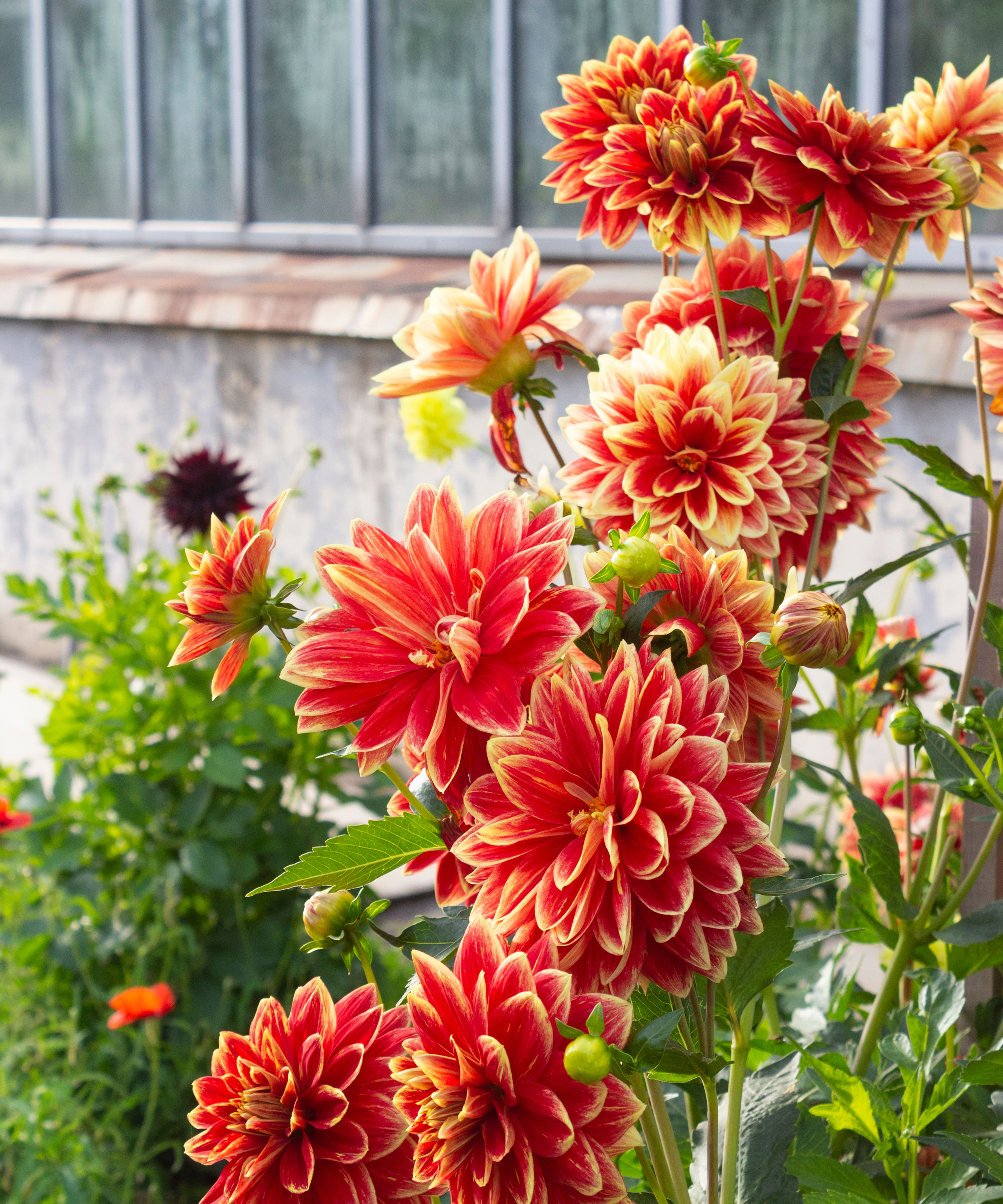 orange dahlias in bloom near garden wall