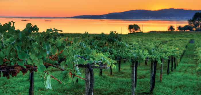 Albari&amp;ntilde;o vineyard at Pazo de Se&amp;ntilde;or&amp;aacute;ns in Galicia