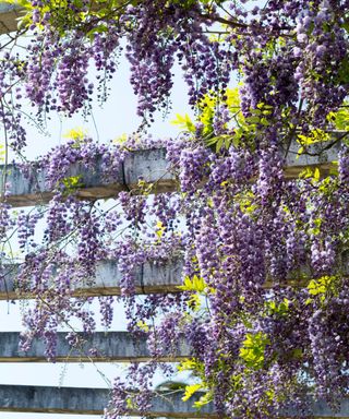 Dark gray wooden panels with purple wisteria planta and green leaves hanging from it and a light blue sky behind it