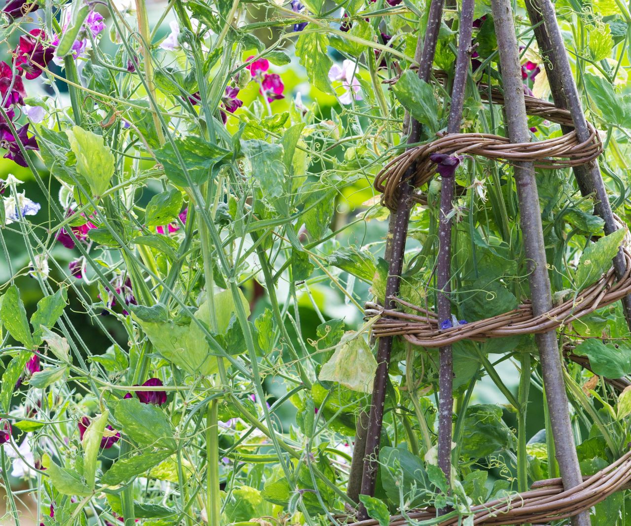 How to build hazel plant supports in your borders this year Homes