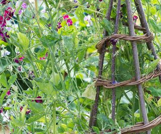 Hazel plant support in garden border