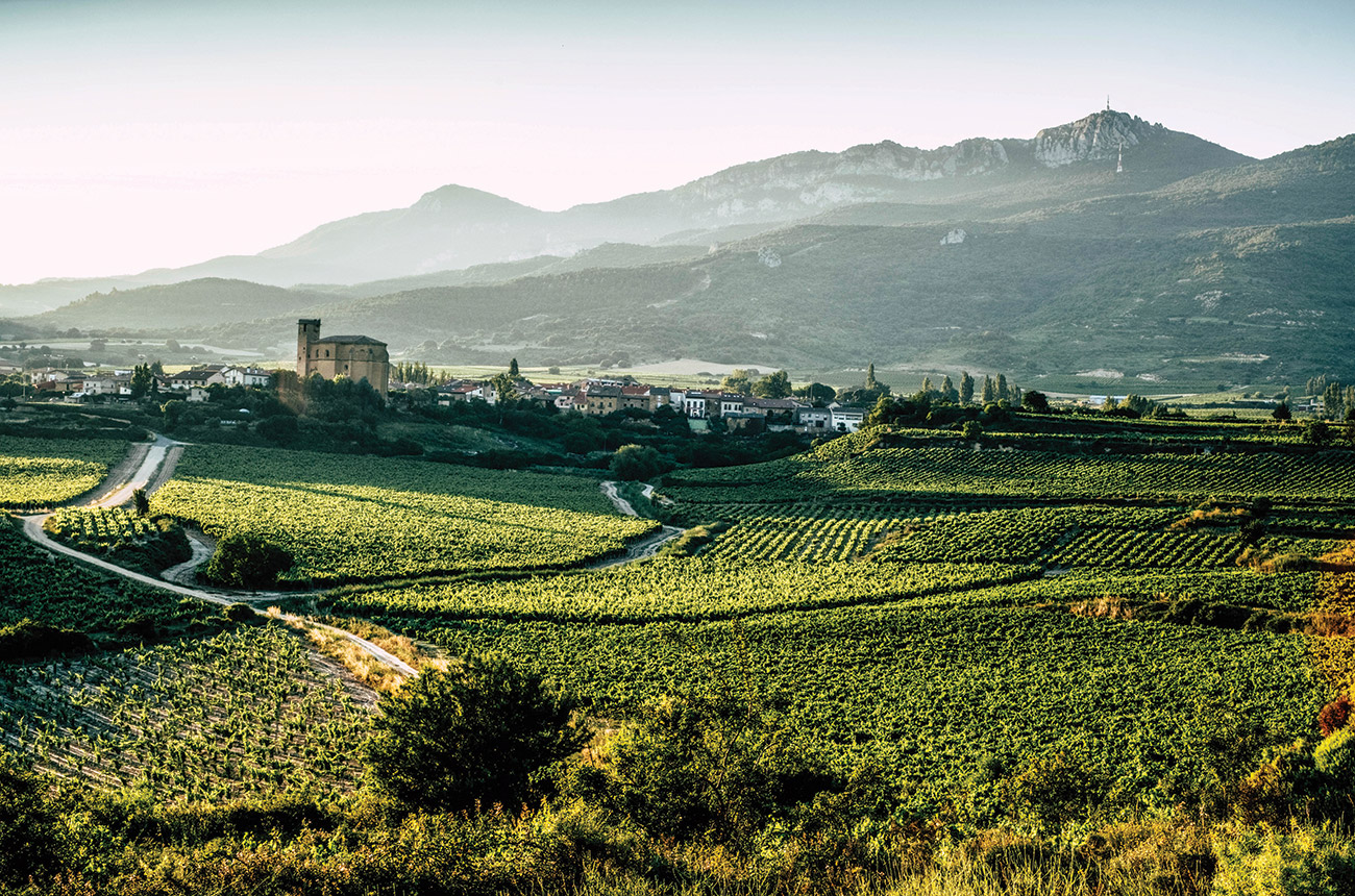 Vina Coqueta vineyard
