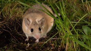 A small brown mouse crouches in the grass