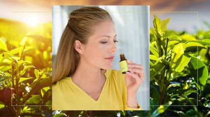 tea tree oil main collage of woman sniffing essential oil against tea tree leaves in background