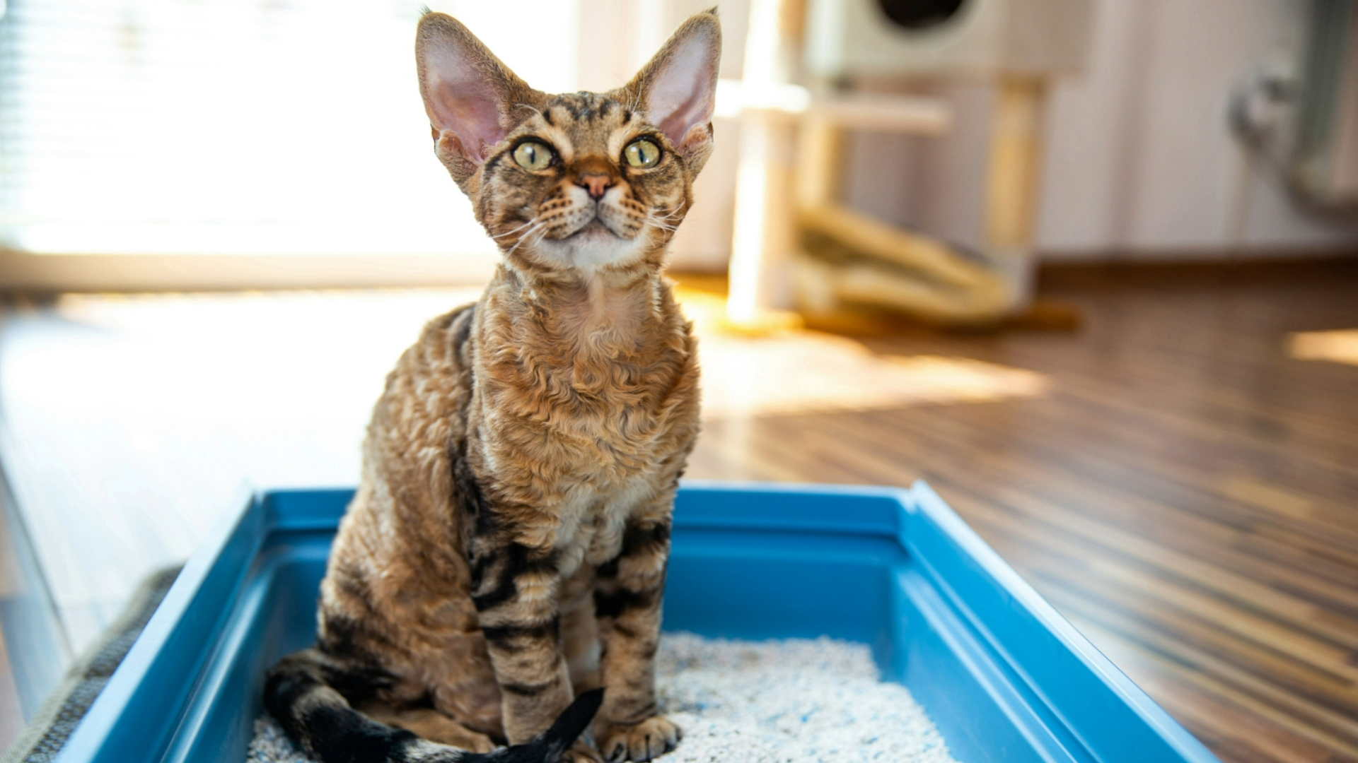 Blood in cat’s stool? Vet shares 8 reasons why and what you should do