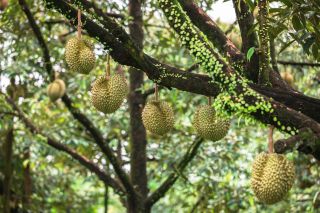 Durtian growing on tree