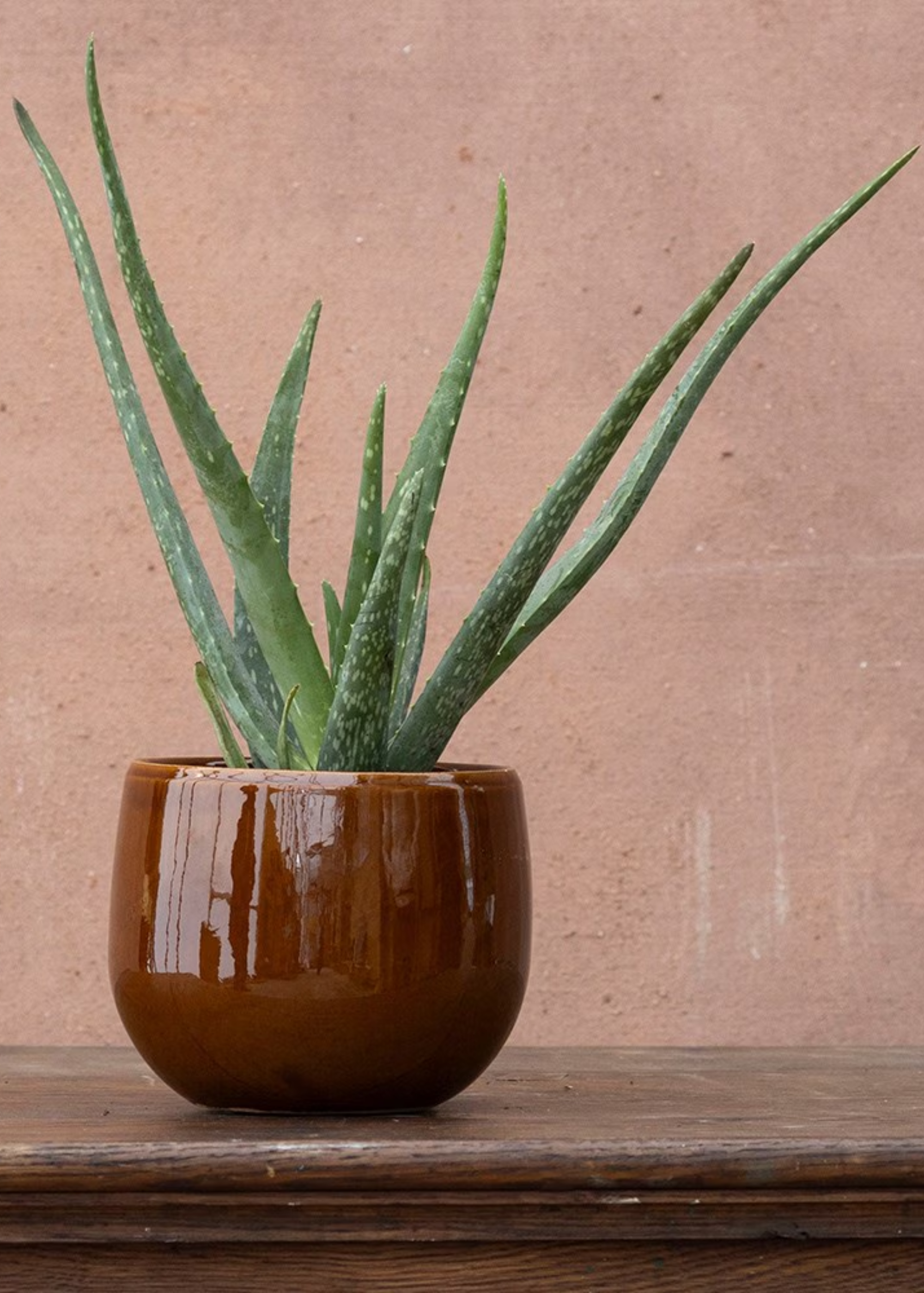 An aloe vera plant in a glossy brown planter