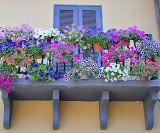 Petunia Wave rosa, bianche e viola in delle fiorirere appese al balcone, ricca fioritura a cascata.