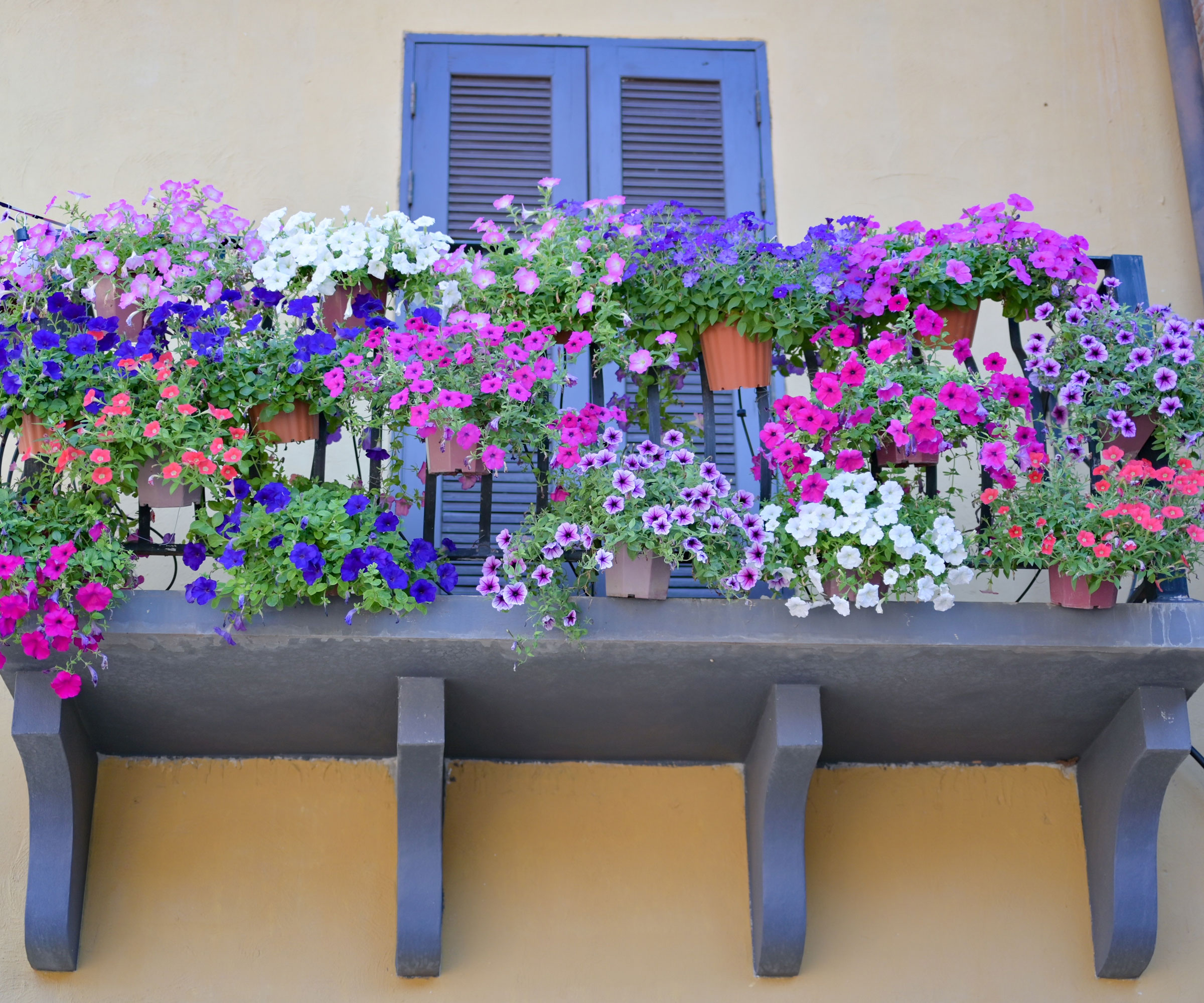 wave petunia with purple flowers tumbling over balcony rail
