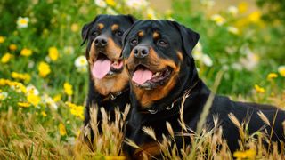 Portrait of two Rottweiler dogs in a field