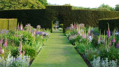 Deep flower bed ideas planted with tall pink foxgloves, either side of a lawn leading to a box hedge.