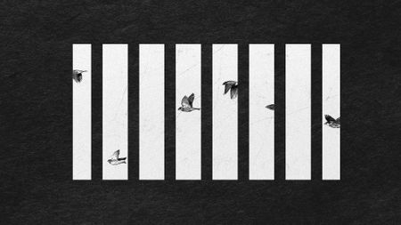 Photo collage of birds flying against the sky. The photo is cut up as if viewed from behind bars.