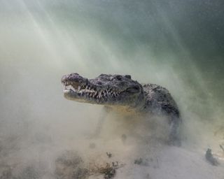 Prehistoric Beast, underwater photography