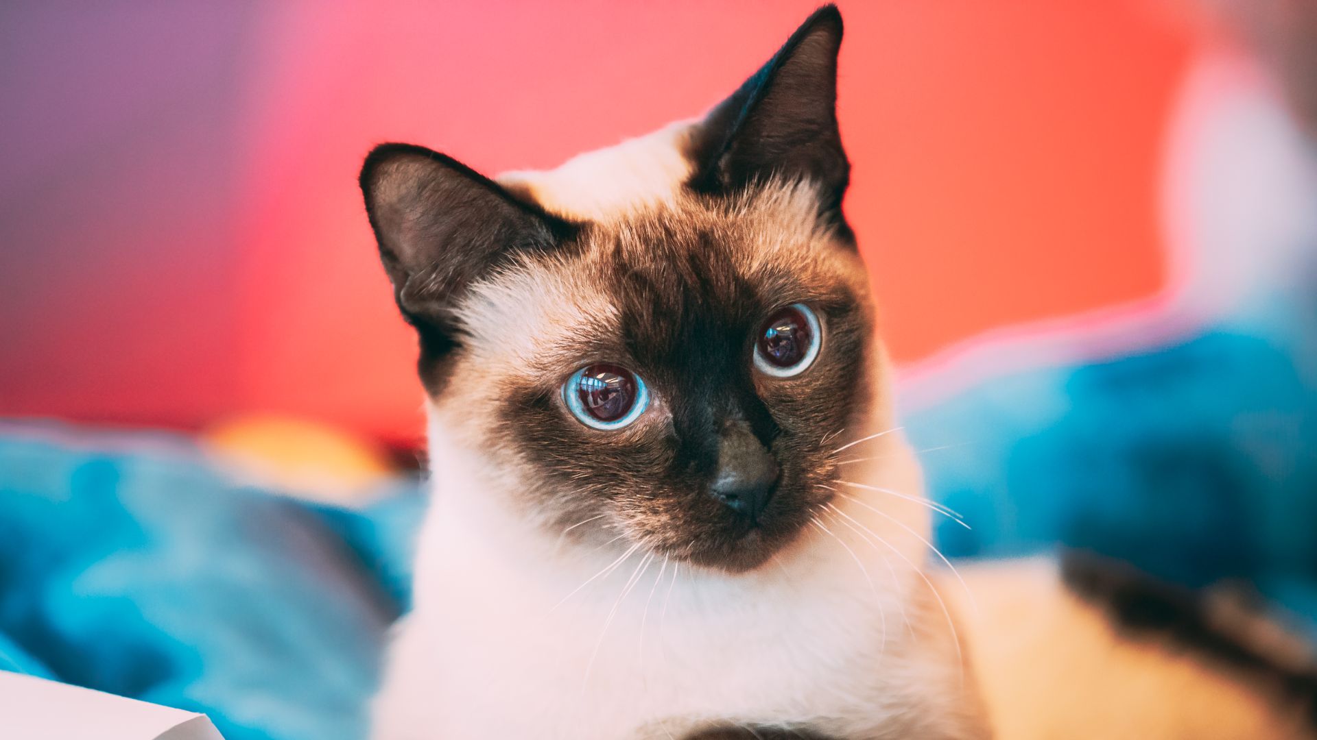 alert tonkinese with a pronounced nose, dark ears and face and blue eyes