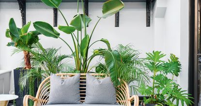giant houseplants with a wicker sofa