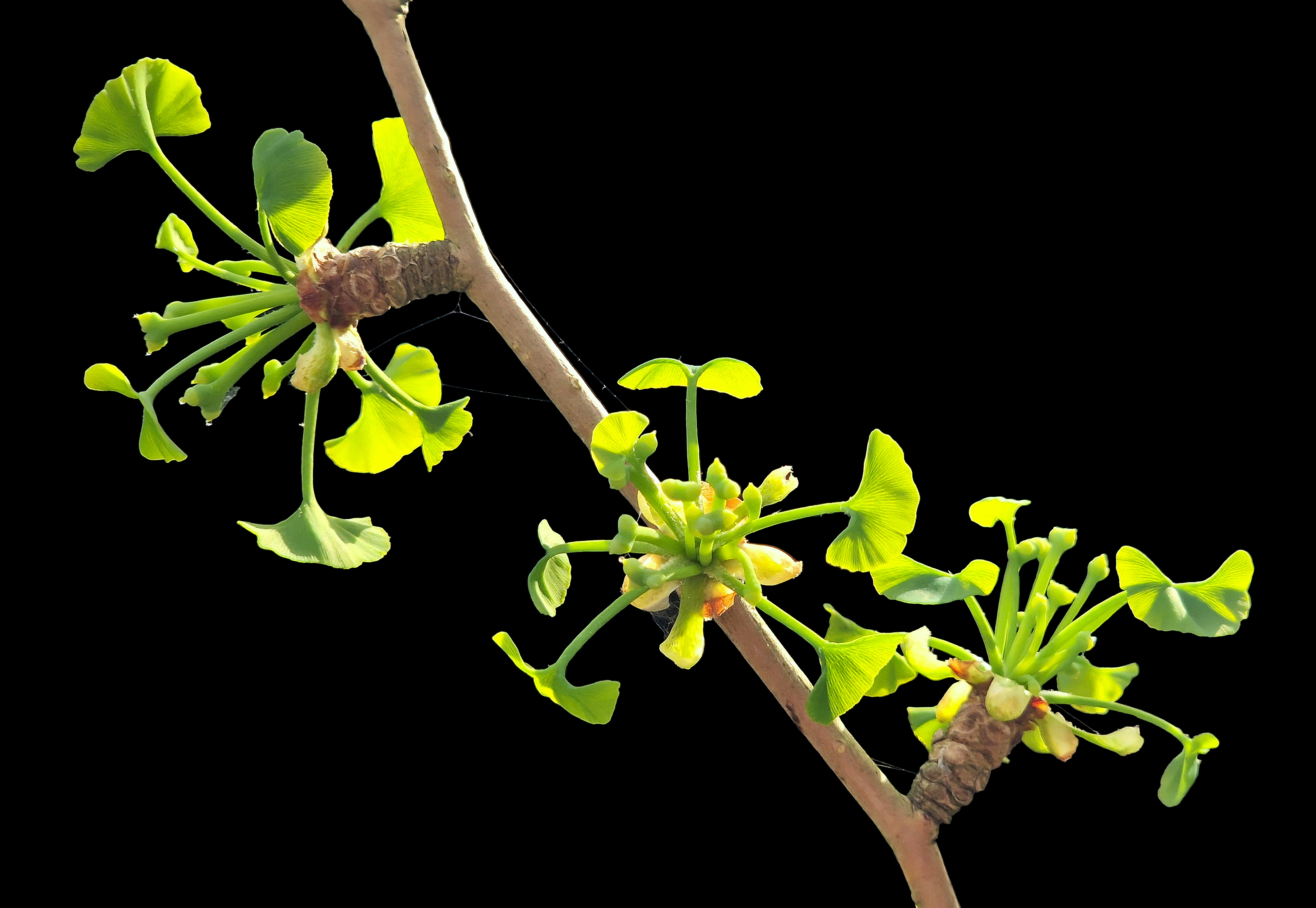 Close-up of young Ginkgo biloba leaves against black background
