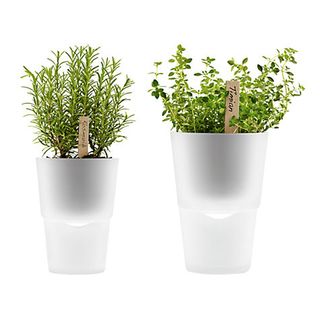 Frosted glass herb pots with fresh herbs and wooden sticks showing the name of the herbs