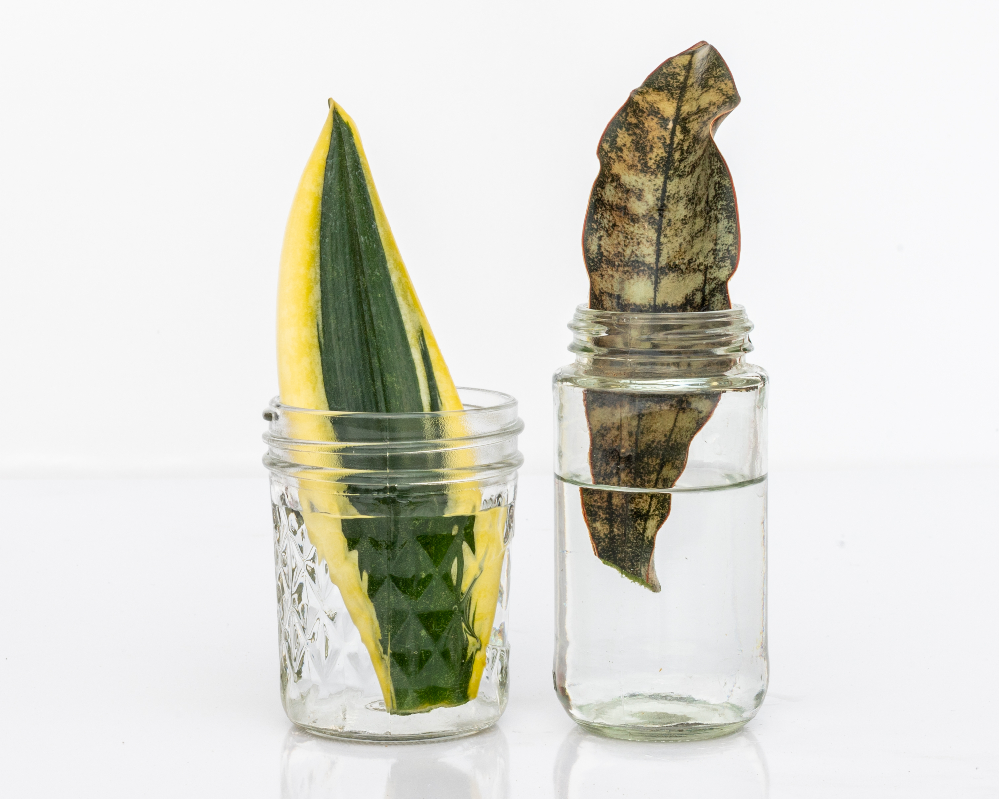 Snake plant cuttings in jars of water