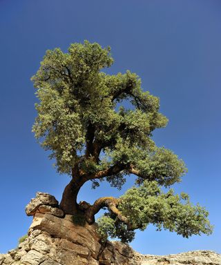 Holm Oak or Holly Oak (Quercus ilex) on rocky ground,