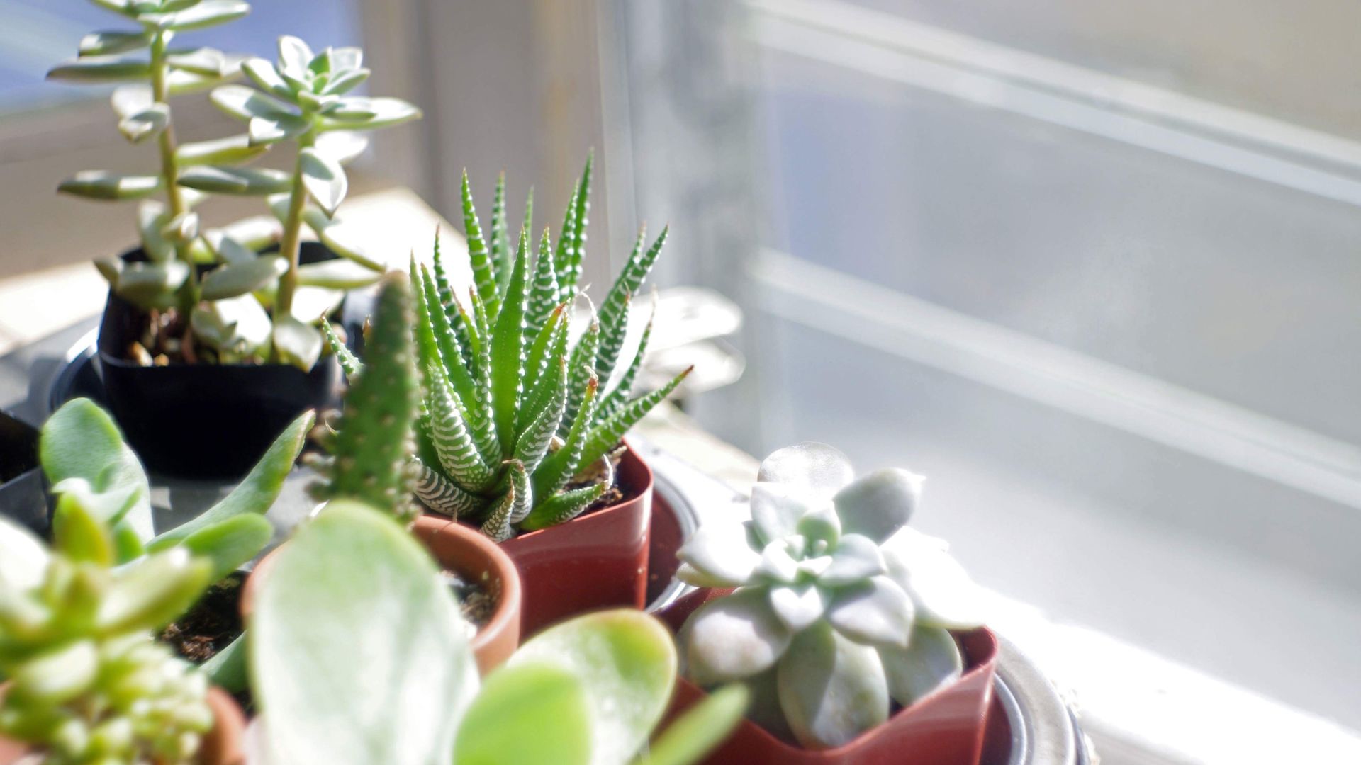 picture of succulents and cacti together in pots