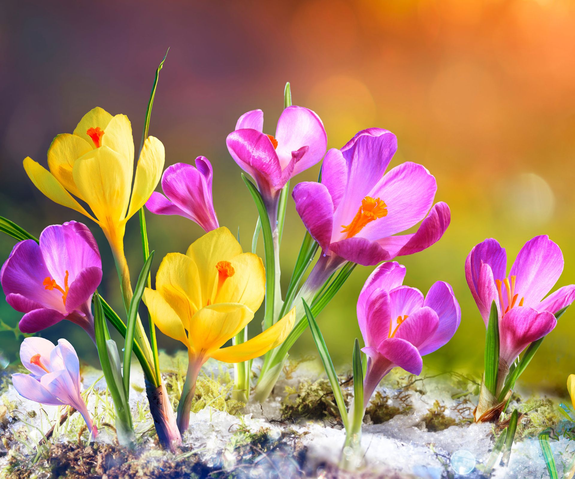 mixed crocus flowers in garden