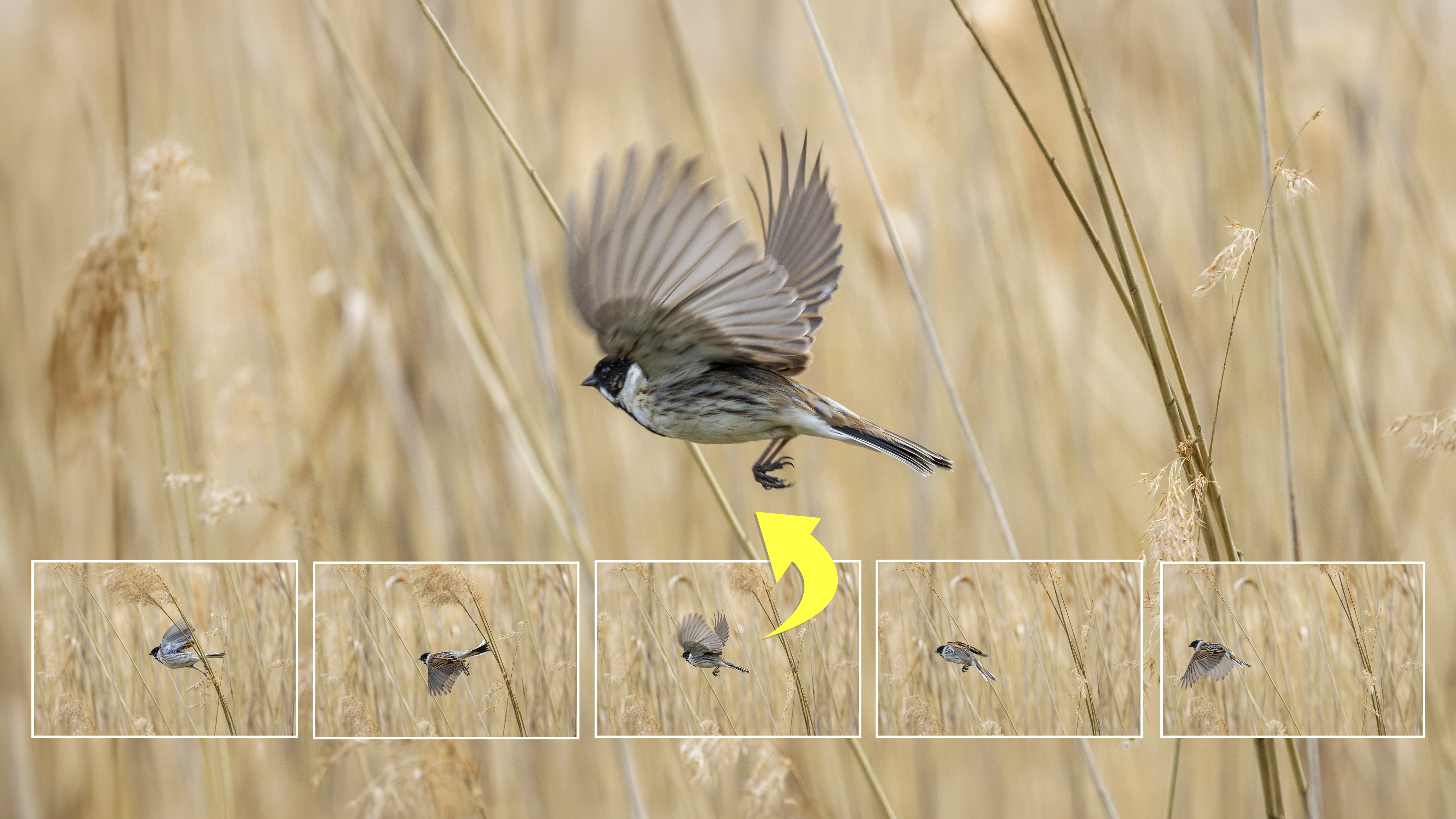 A freeze-frame of a bird in flight with its wings stretched out with a series of other frames from the same burst displayed beneath it