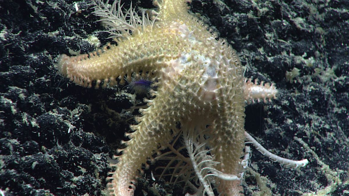 okeanos-sea-star.jpg