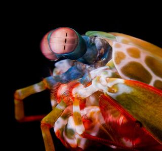 A close look at the complex eyes of a colorful mantis shrimp.