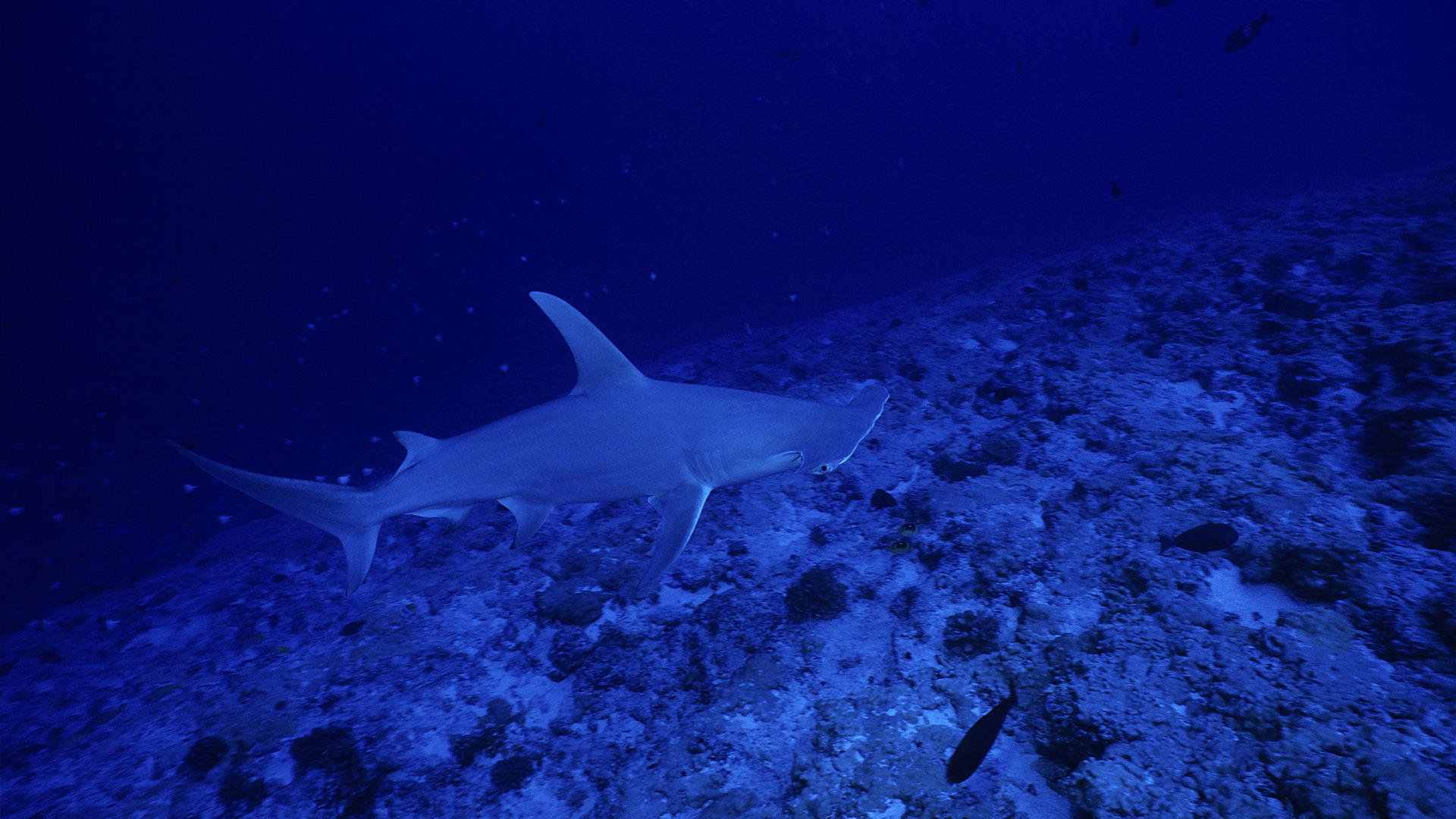 Yearly, dozens of feminine hammerhead sharks mysteriously convene in French Polynesia below the total moon