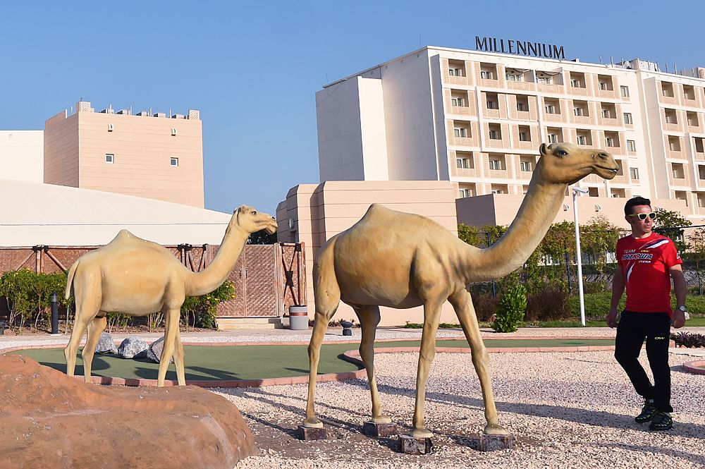 The camels in Oman smell much better than the real thing