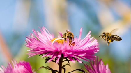 Bees on asters