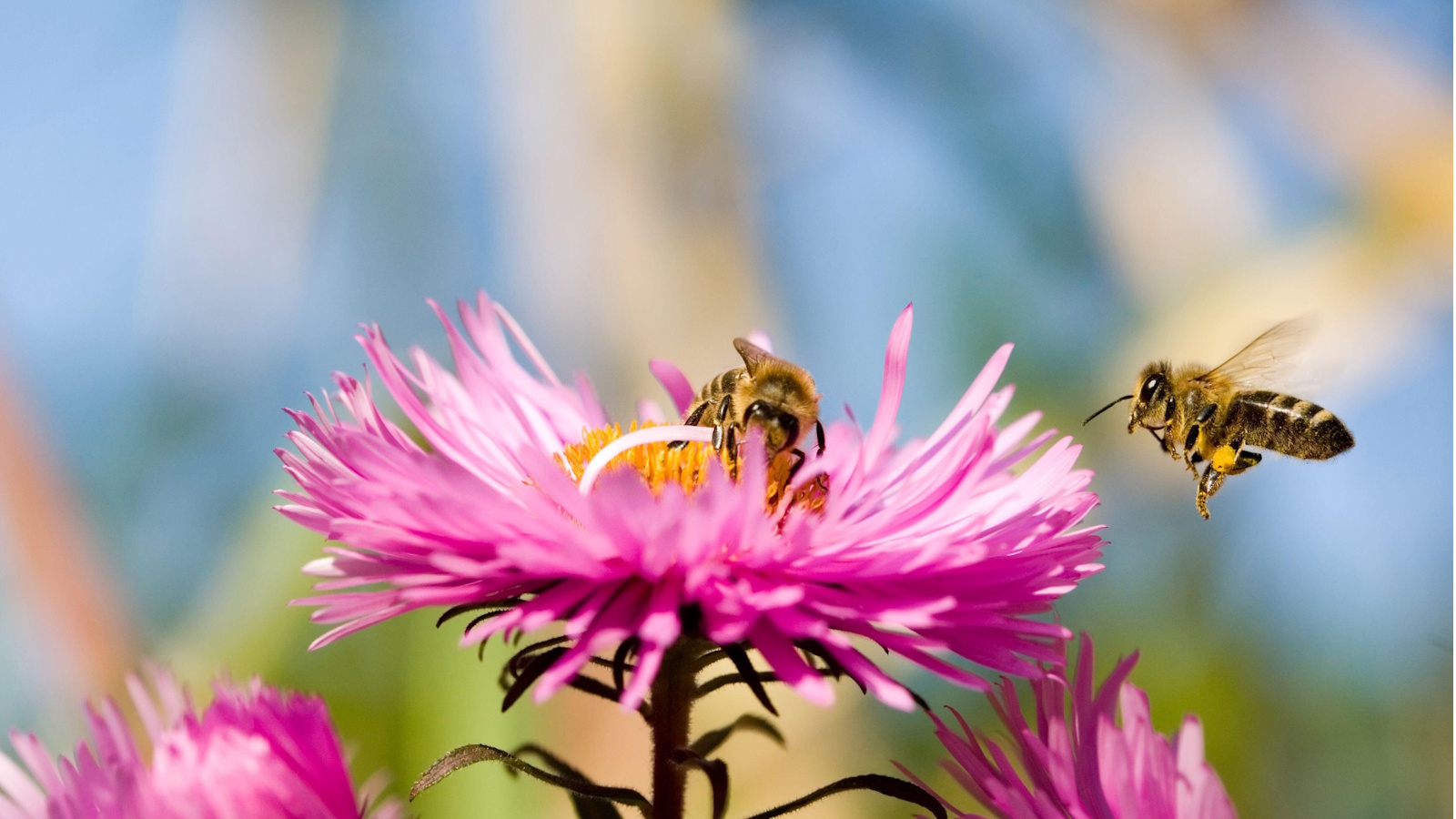 Bees on asters