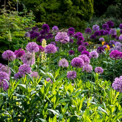 Assortment of alliums in a garden