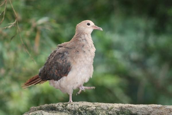 pink-pigeon-chick-101129-02