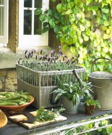 Herb garden ideas