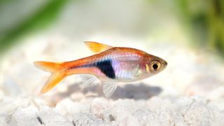 Harlequin rasbora