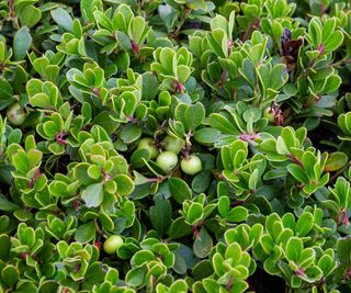 bearberry ground cover on stone wall