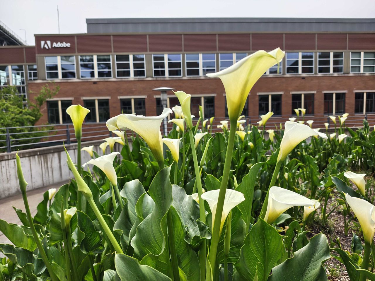 A bunch of flowers