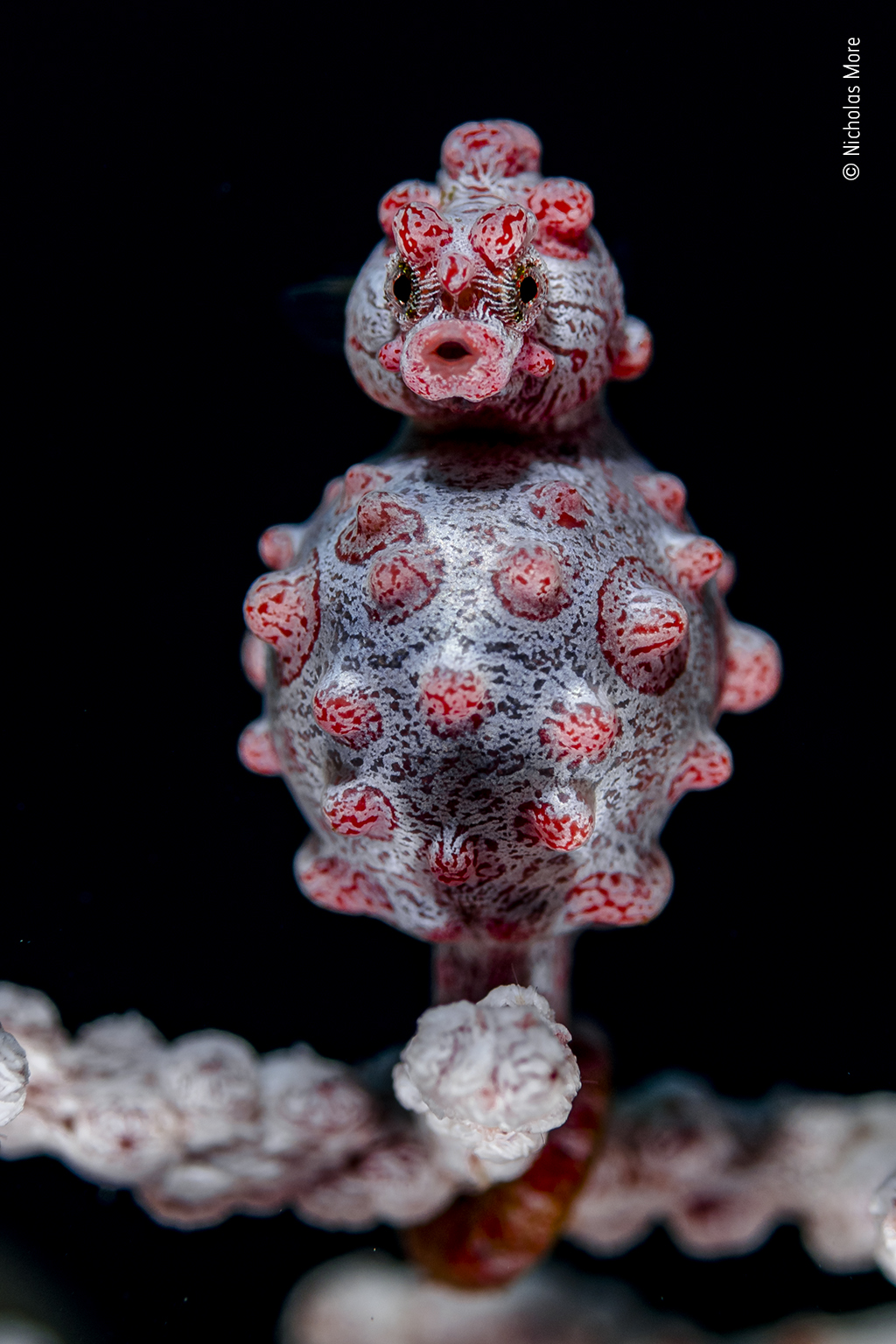 A pregnant male seahorse looks ready to pop.