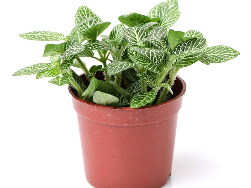 Tips & Information about Houseplants | Gardening Know How