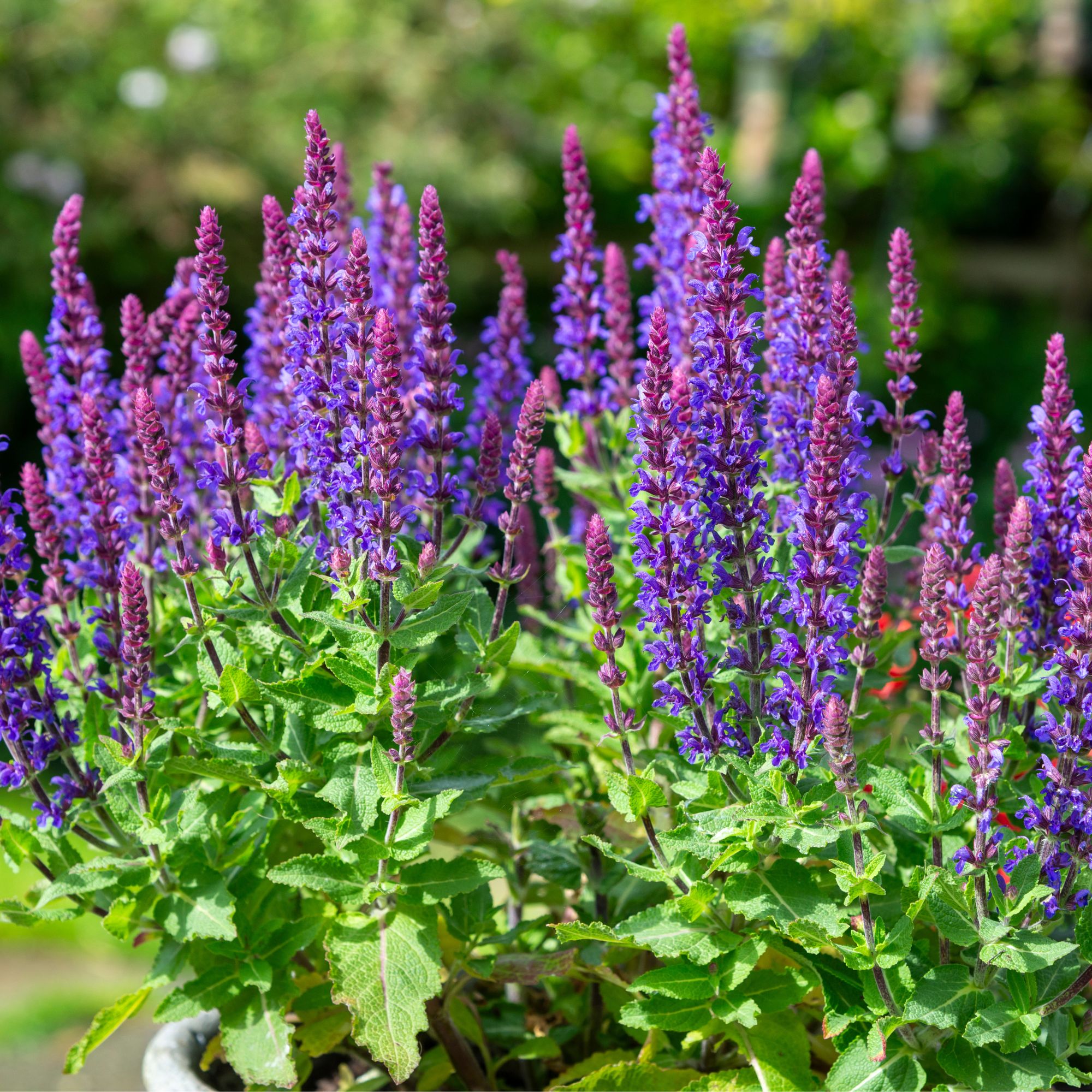 Salvia plant in garden border