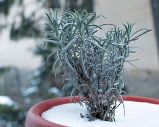 lavender in pot covered with snow