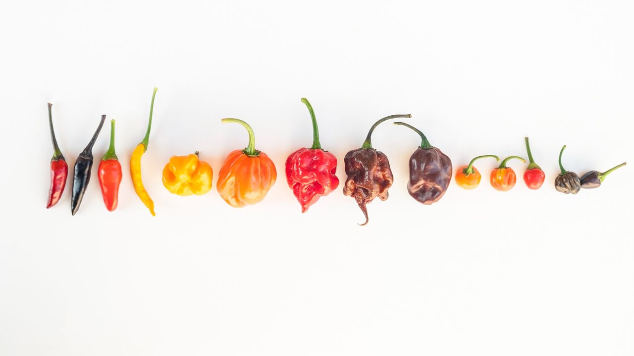 Colourful mix of the hottest chilli peppers. Thai chili, habanero, serrano, jalapeno, bhut jolokia, trinidad scorpion, carolina reaper, Jamaican yellow, black chilli