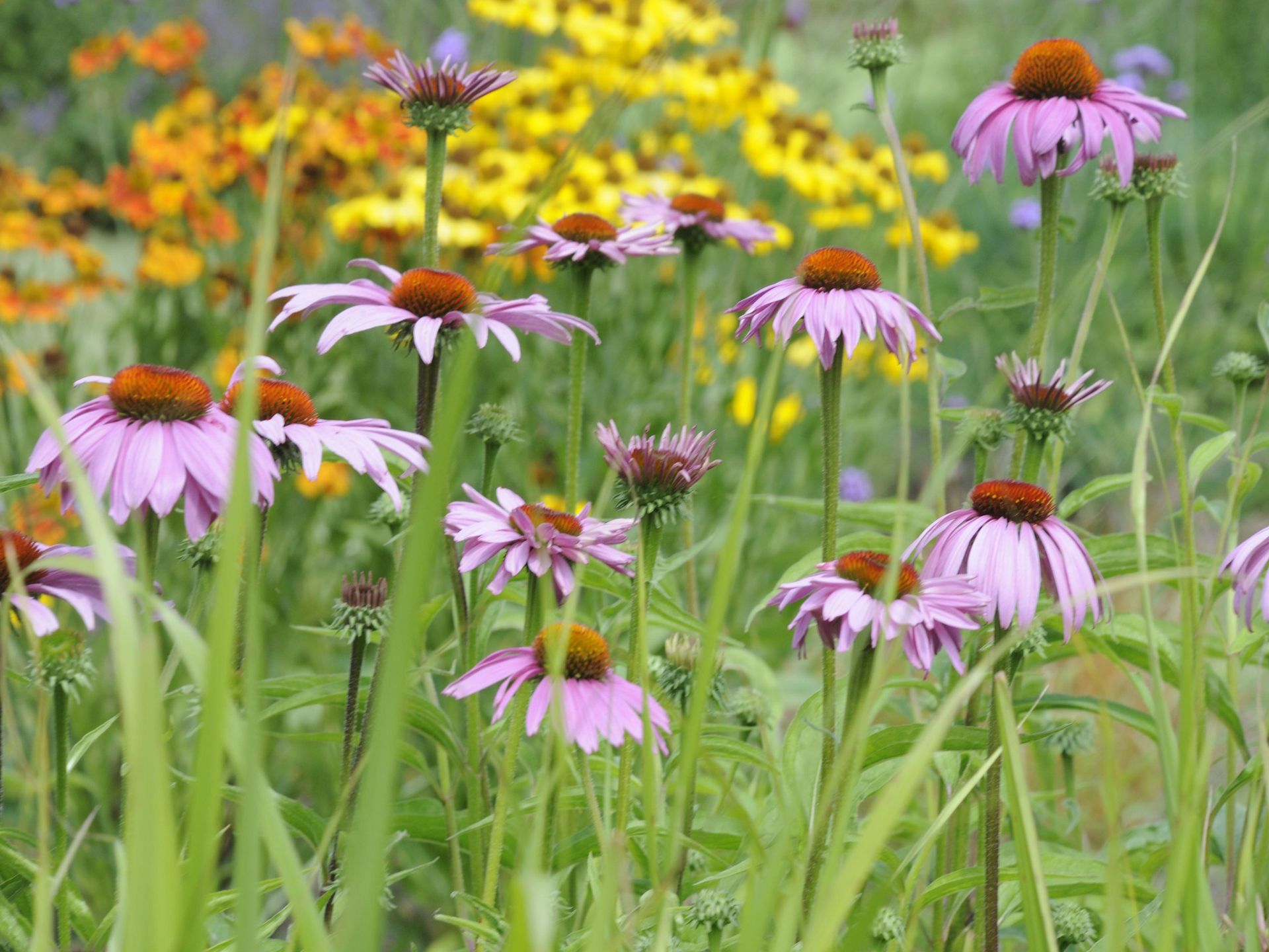 The New Perennial Movement Explained Tips To Get The Look Homes And