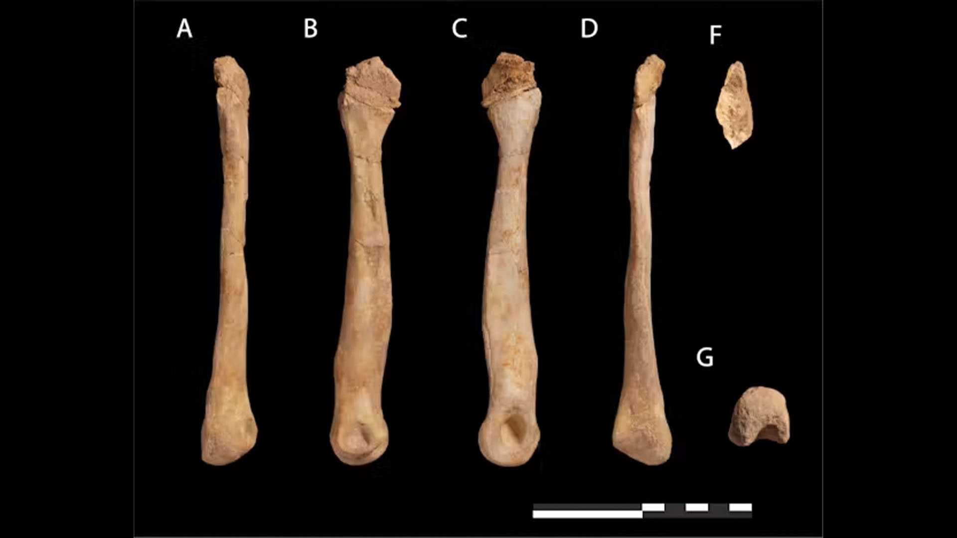 Foot bone of a small abelisaurid from Sidi Daoui, Morocco.