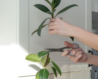rubber plant stem being cut for propagation