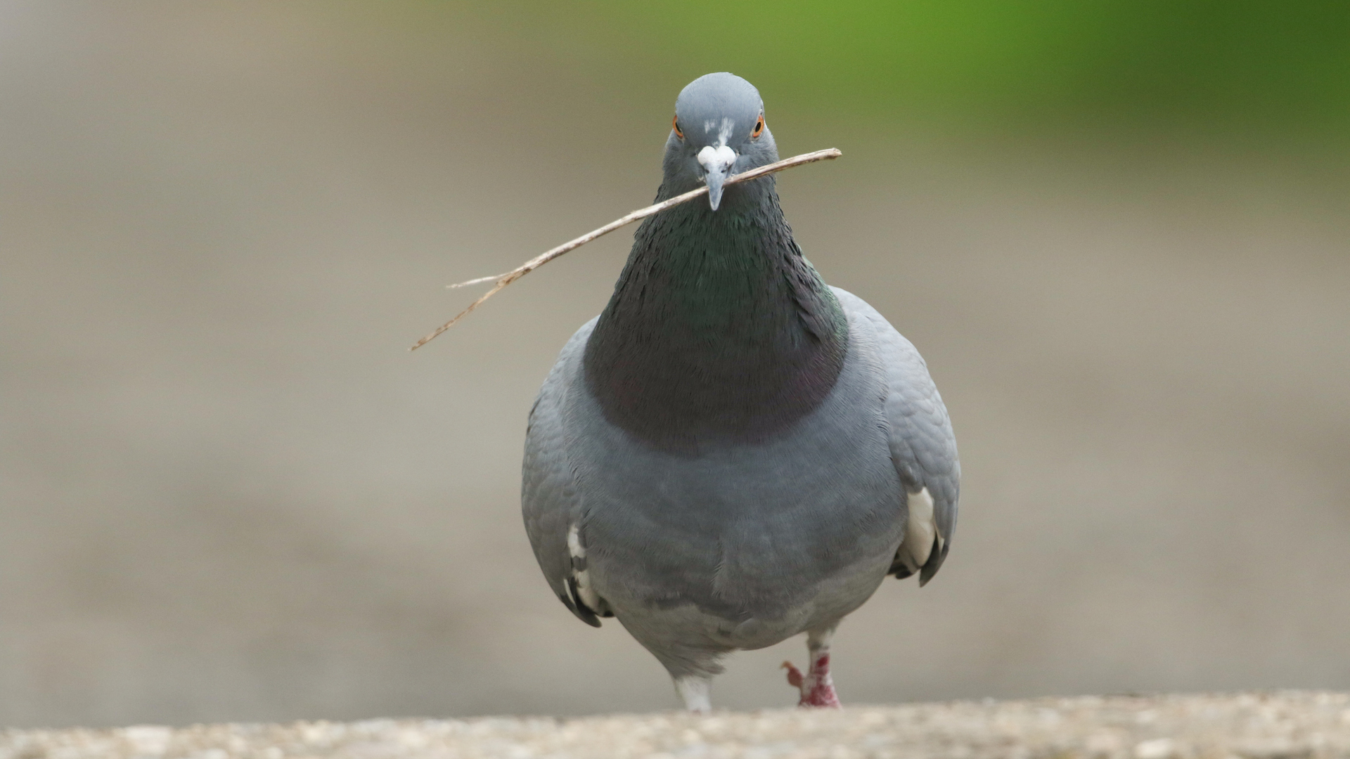 A photograph of a pigeon walking on the road with a stick in its beak