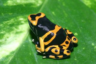 Bumblebee Dart Poison Frog