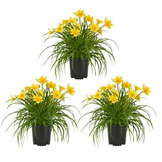 Expert Gardener 2.5QT Yellow Daylily Live Plant 
